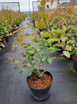 Amelanchier lamarckii