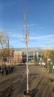 Betula utilis 'Doorenbos'