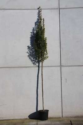 Carpinus bet. 'Fastigiata'