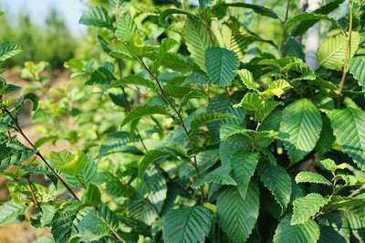 Carpinus bet. 'Lucas'