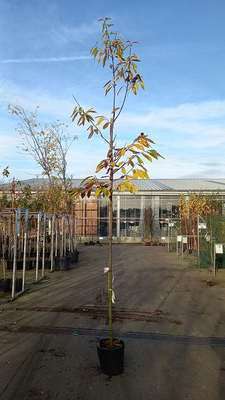 Castanea sativa