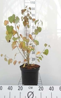 Cercidiphyllum japonicum