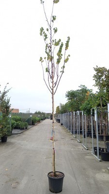 Cercis siliquastrum