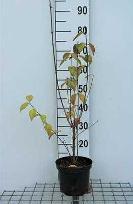 Cornus mas