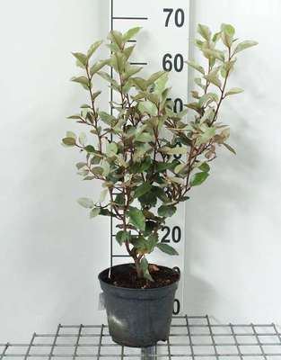 Elaeagnus ebb. 'Compacta'