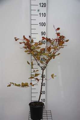 Fagus sylv. 'Atropunicea'