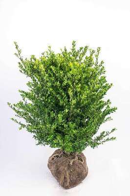 Ilex cren. 'Dark Green'®