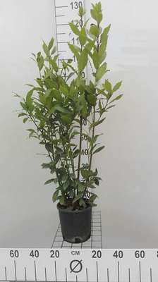 Laurus nobilis