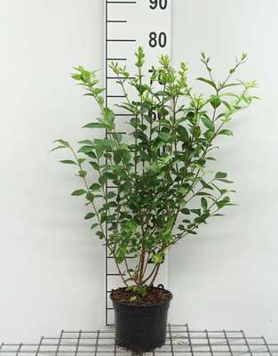 Ligustrum ovalifolium