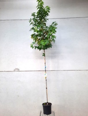 Liquidambar styraciflua