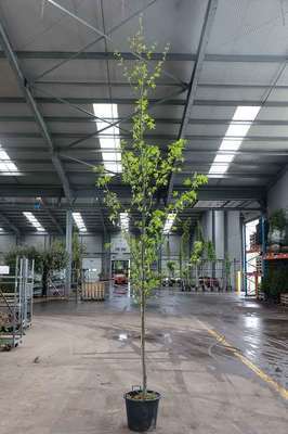 Liquidambar styr. 'Worplesdon'