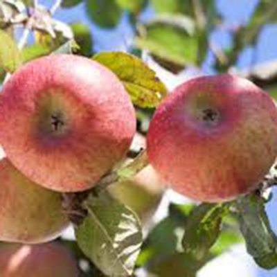 Malus d. appels/pommiers