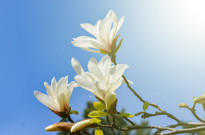 Magnolia kobus