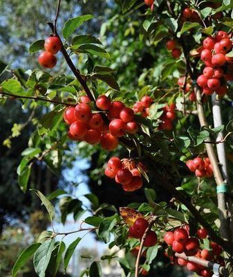 Malus hybr. 'Red Sentinel'