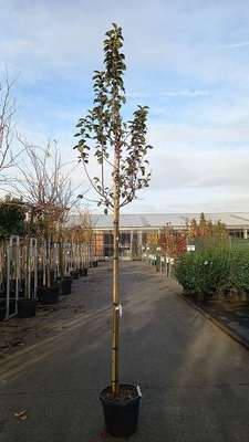Malus hybr. 'Perpetu'® ('evereste'®)