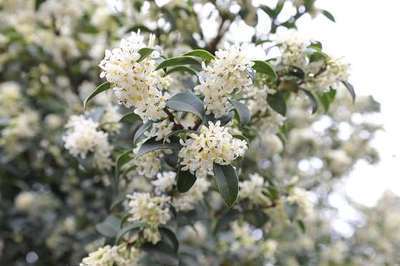 Osmanthus burkwoodii