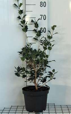 Osmanthus heterophyllus (=illicifolius)