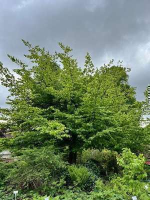 Parrotia persica