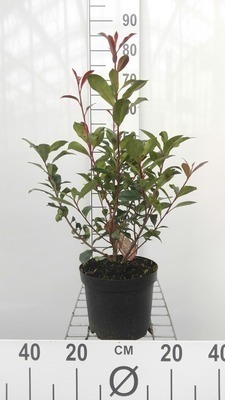Photinia fras. 'Carré Rouge'