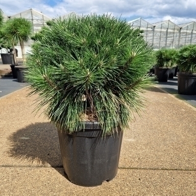 Pinus nigra 'Brepo' (='pierrick_brégéon')