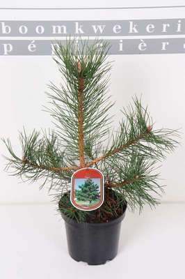 Pinus nigra nigra