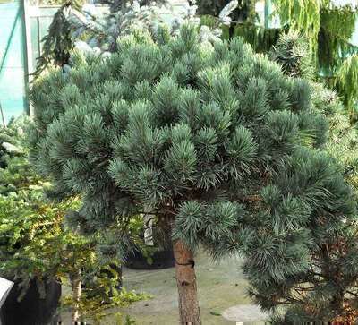 Pinus sylv. 'Watereri'