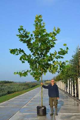 Platanus hispanica (=acerifolia)
