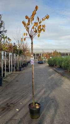 Prunus hybr. 'Accolade'