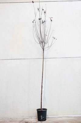 Prunus cer. 'Nigra'