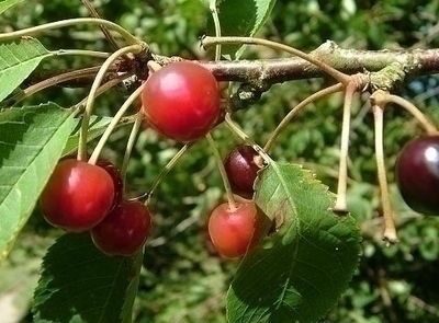 Prunus avium