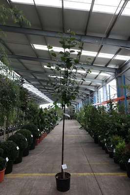 Tilia eur. 'Pallida'