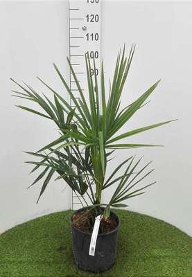 Trachycarpus fortunei (=chamaerops exelsa)