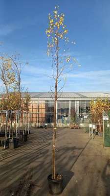 Betula pendula (=alba/verrucosa)