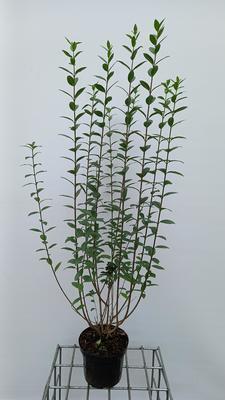 Ligustrum vulg. 'Atrovirens'