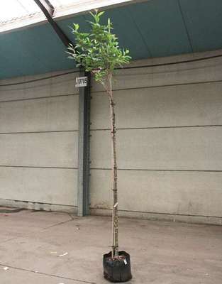 Prunus serr. 'Kanzan'