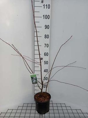 Amelanchier lamarckii