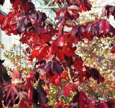 Parrotia persica